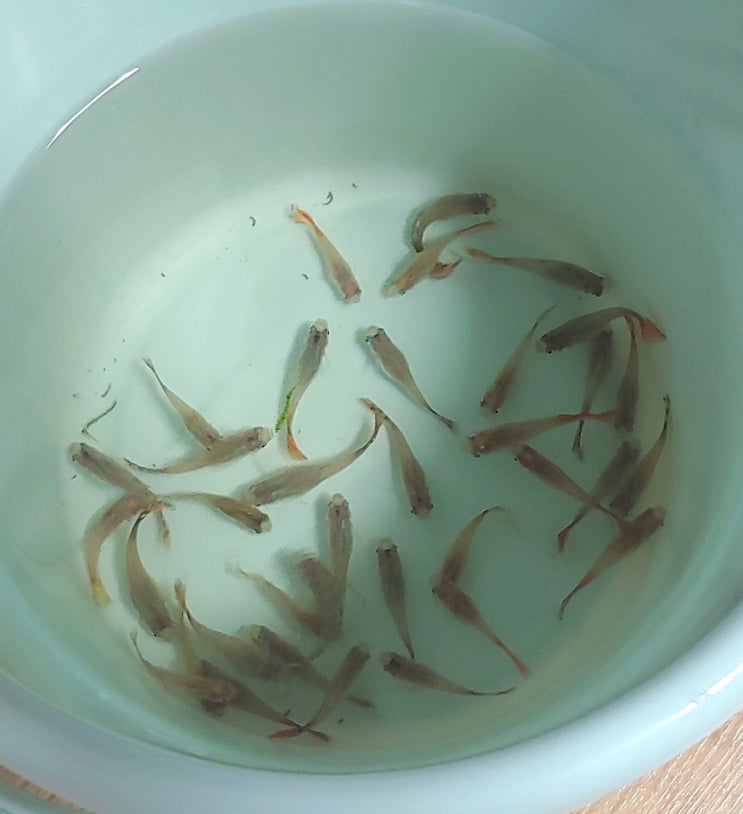  안 궁금하지만 구피근황/ 어항 청소한 후 상태는?