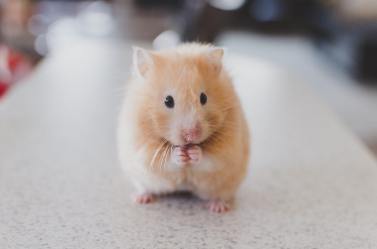 수의테크니션 (AHT; Animal Health Technician) 수의테크니션 (AHT; Animal Health Technician)