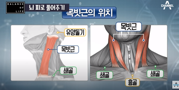  뇌의 피로 풀어주는 세로토닌 촉진하는 하루 3분 마사지(엄지의 제왕)