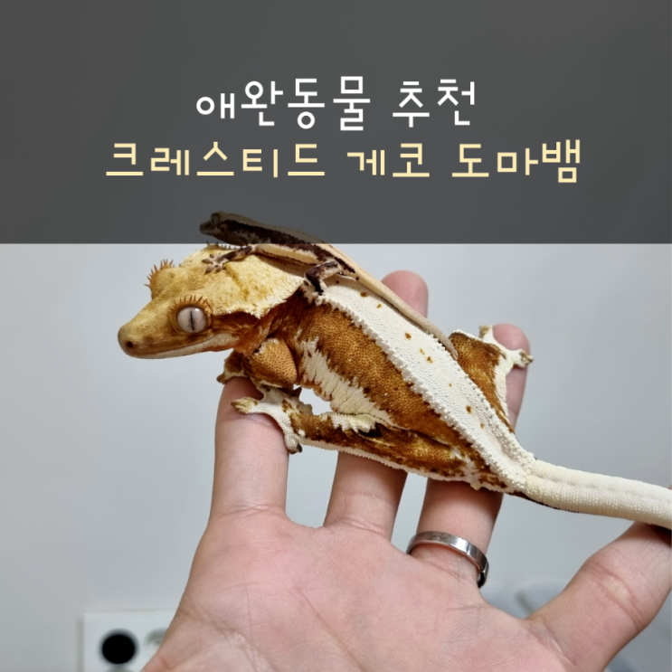  [애완동물 종류] 이색애완동물 추천 크레스티드 게코 도마뱀