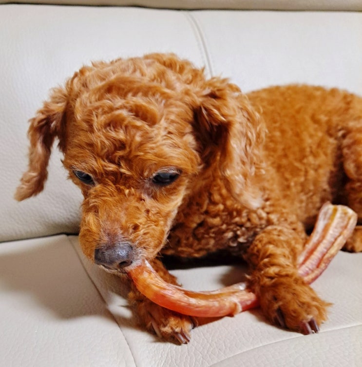  댕스까까 강아지 오래먹는 간식 ) 댕스까까 한우 쫀쫀이스틱 한우껌