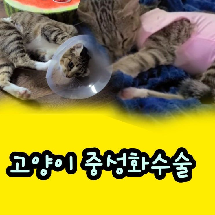 고양이 중성화수술 시기 및 수술비용 수술 후 넥카라 환묘복  사용