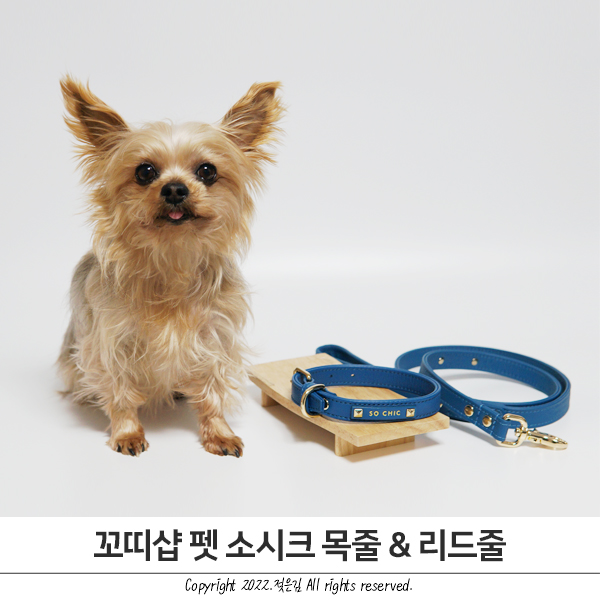 펫소시크 꼬띠샵 반려견리드줄 로얄블루 컬러 사용해봤어요! 펫소시크 꼬띠샵 반려견리드줄 로얄블루 컬러 사용해봤어요!