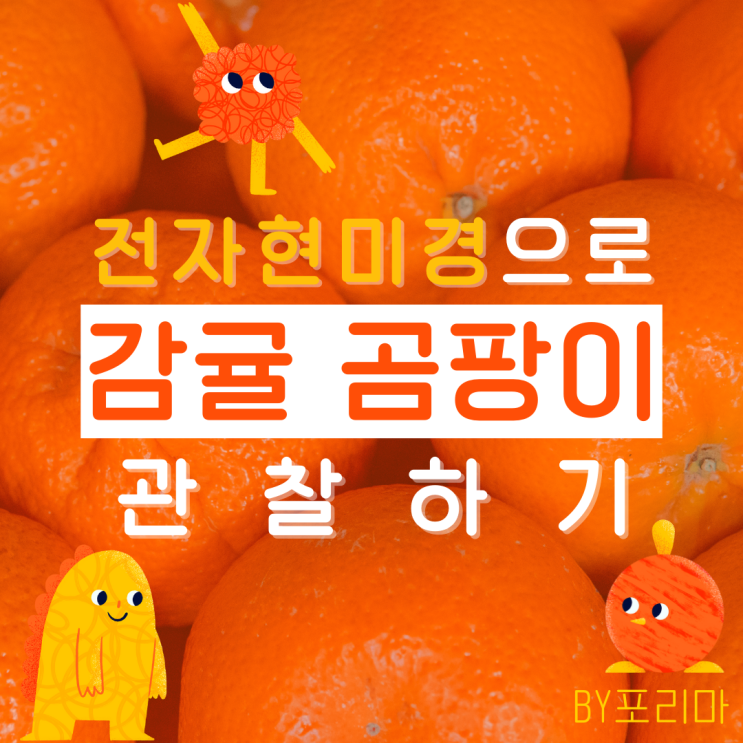  과학놀이 | 현미경으로 감귤 곰팡이 관찰하기