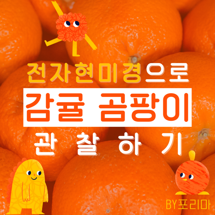 과학놀이 | 현미경으로 감귤 곰팡이 관찰하기