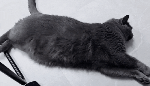  고양이 배 보이며 자는 자세 원인과 이유까지 알아봤어요
