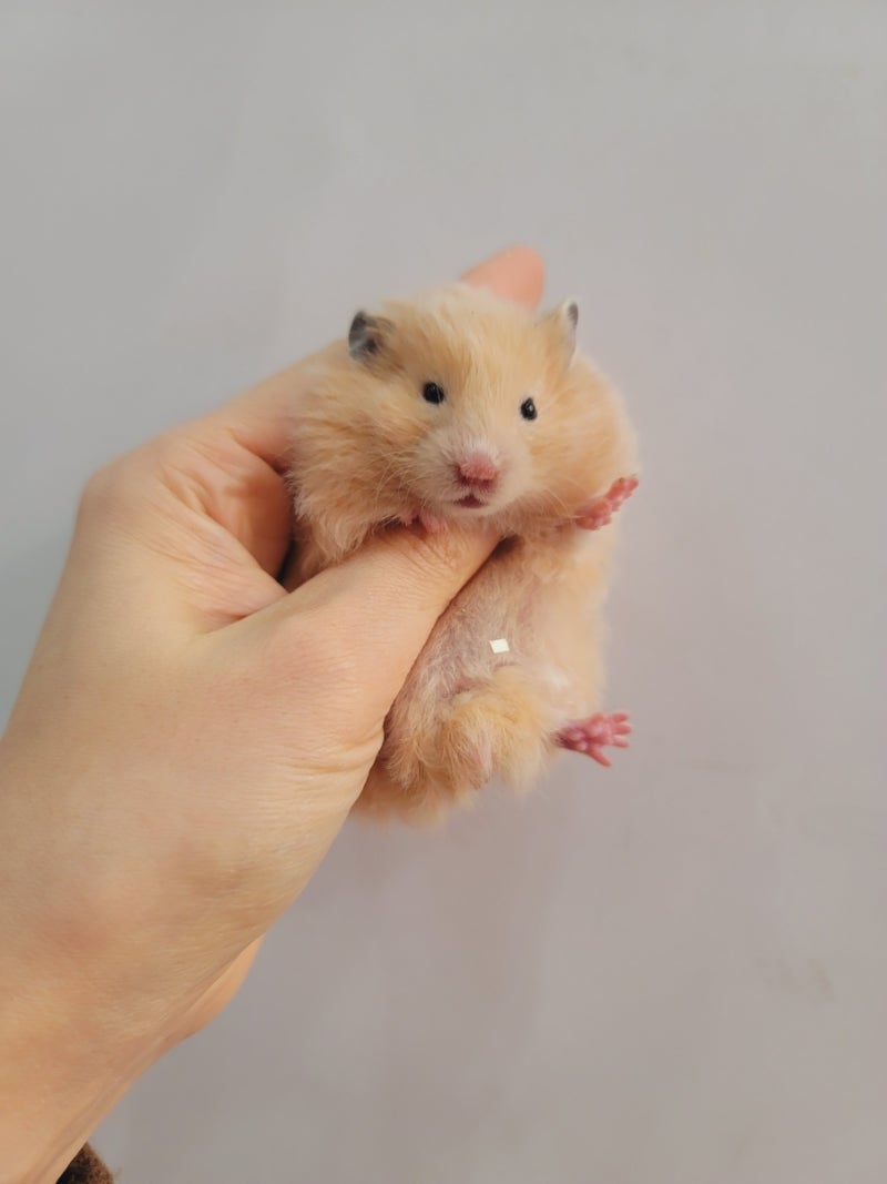 골든햄스터 올크림 Black eyed cream Syrian hamster : 네이버 블로그, image size:800x1067