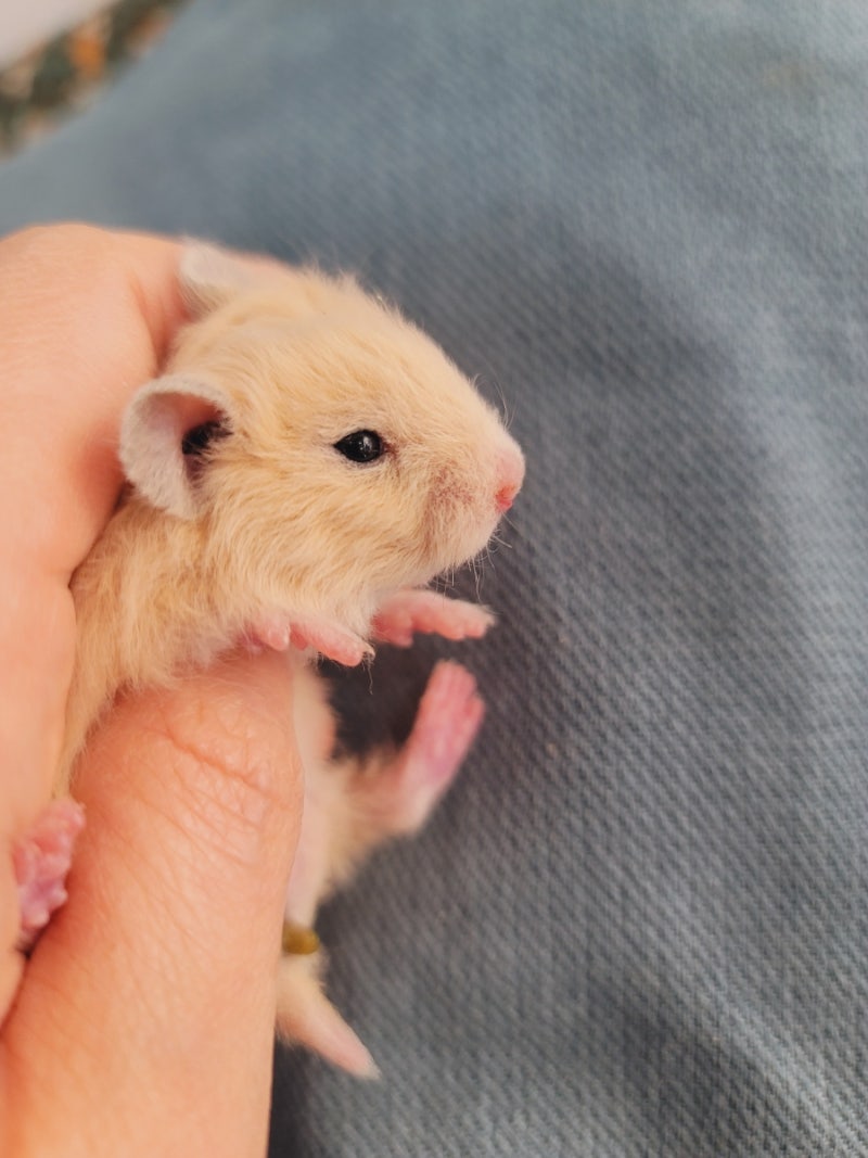 골든햄스터 올크림 Black eyed cream Syrian hamster : 네이버 블로그, image size:800x1067