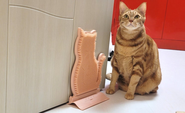  고양이 셀프브러쉬 냥이마트 고양이용품 귀여워