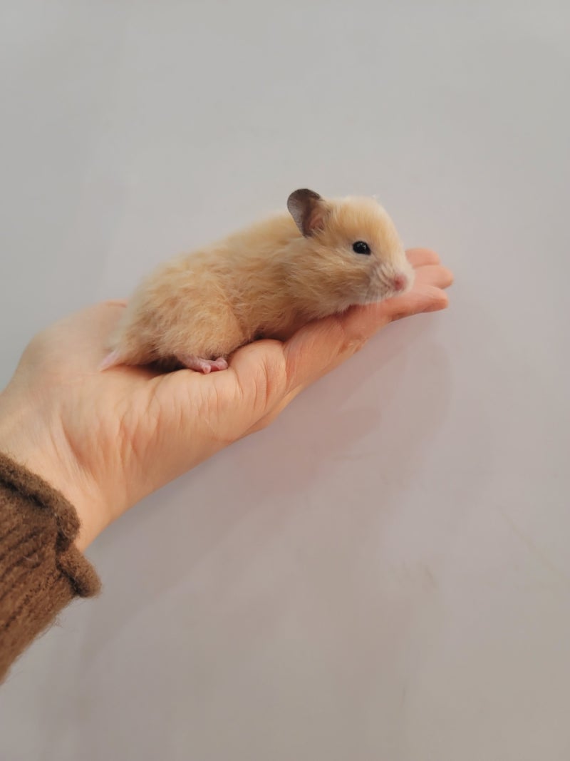 골든햄스터 올크림 Black eyed cream Syrian hamster : 네이버 블로그, image size:800x1067