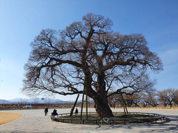 성주 500백년 역사를 품은 성밖숲 천연기념물 왕버들나무