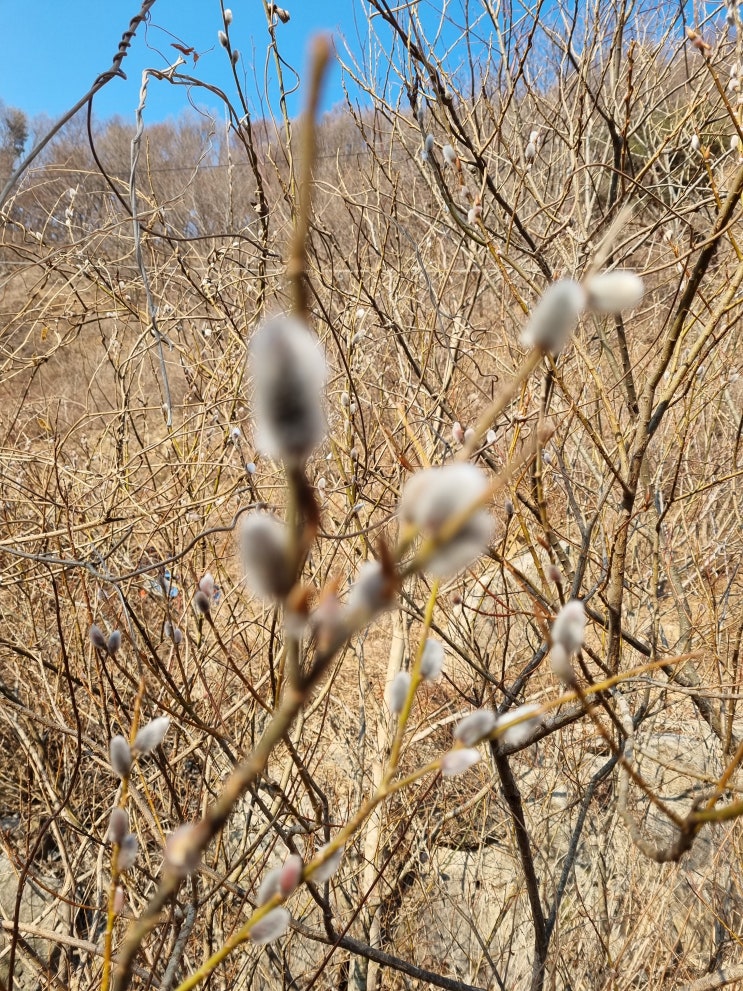  봄소식