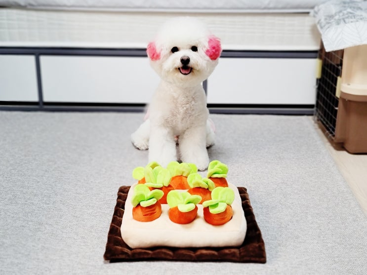 당근밭 노즈워크 강아지분리불안 장난감으로 딱 좋아요 당근밭 노즈워크 강아지분리불안 장난감으로 딱 좋아요