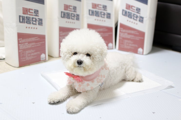  도톰한 강아지배변패드추천 해요 대동단결 흡수력, 응고력 좋은 애견패드
