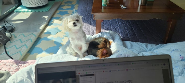  코코비비)자다깬비비