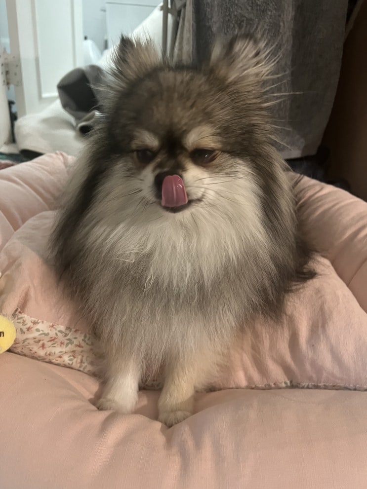  혓바닥으로 콧구멍 핥아요