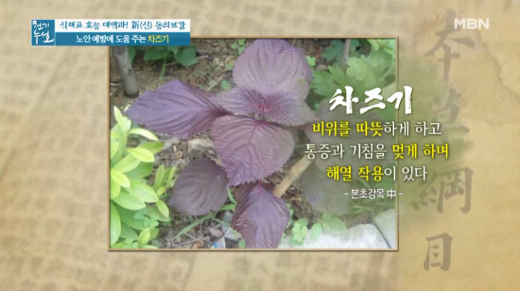  차즈기의 효능 :: 노안 예방에 도움을 주는