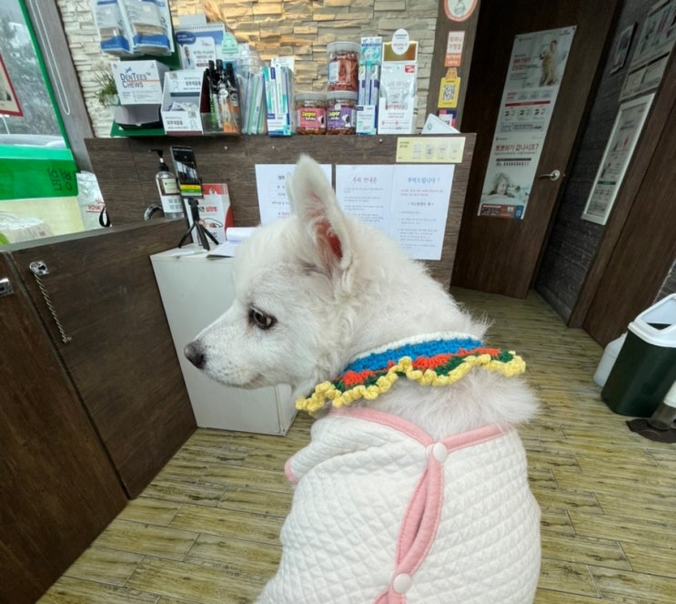 [강아지 간종양]살밥이 혈액검사부터 수술 결정까지