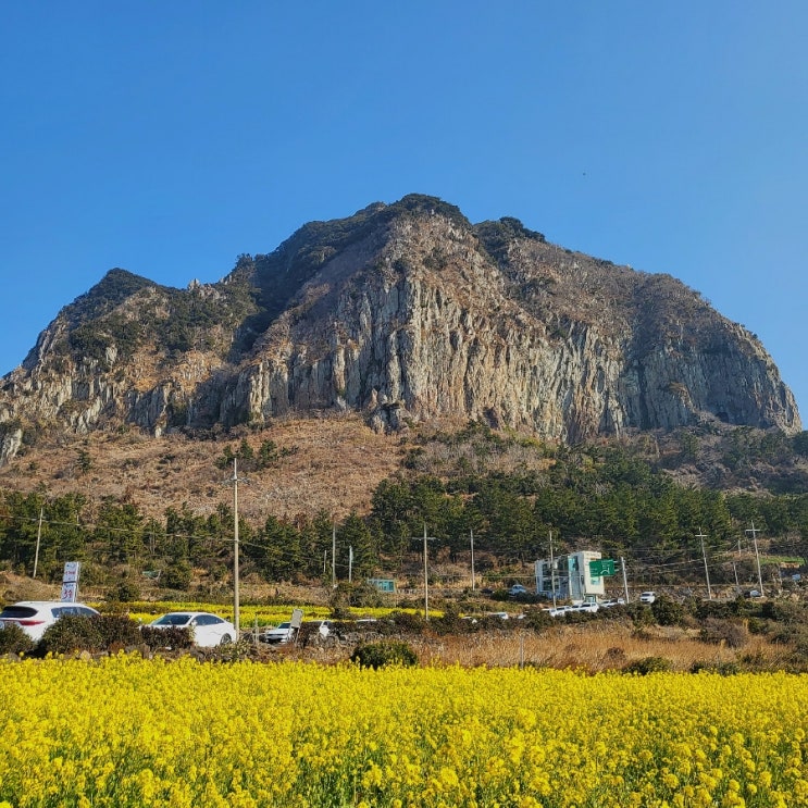  제주 유채꽃으로 노랗게 물든 아름다운 산방산 유채꽃밭