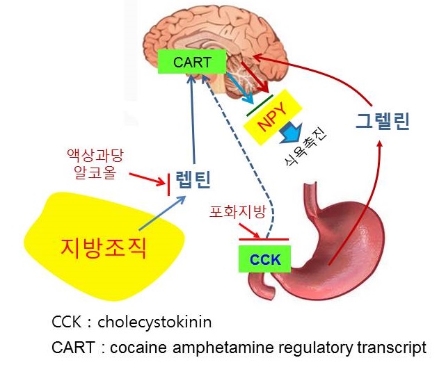  빨리먹는 습관과 비만