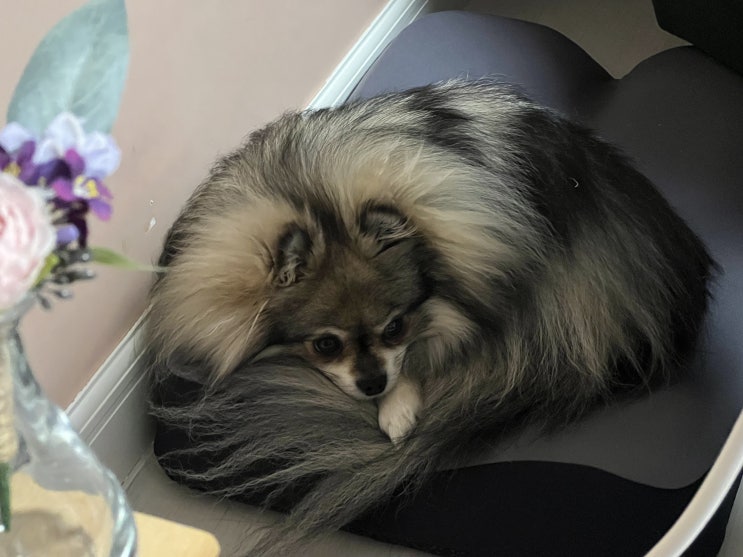  간만에 사용하는 쿠션