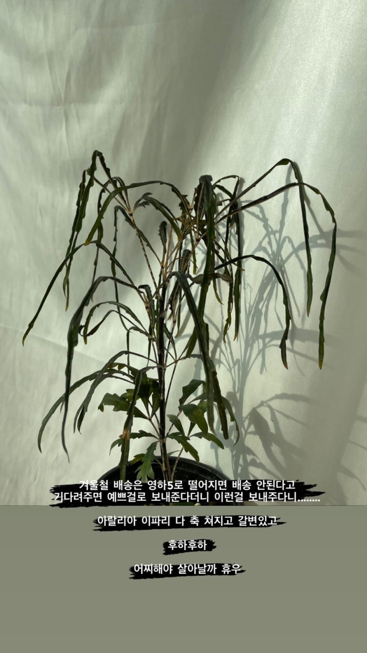  냉해 입은 아랄리아