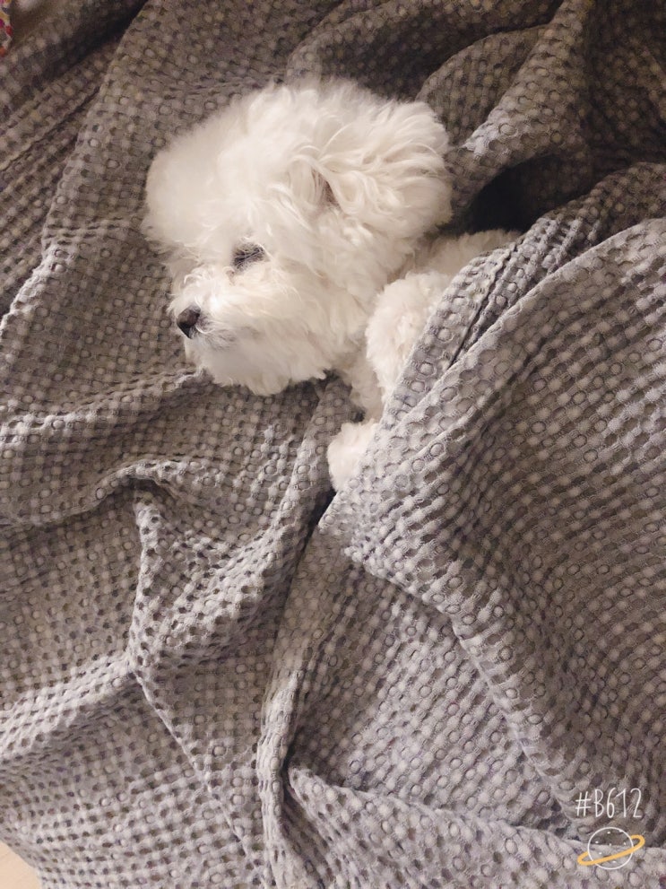  [애견일기] 비숑 사둥이 + 엄마 비숑이 일기