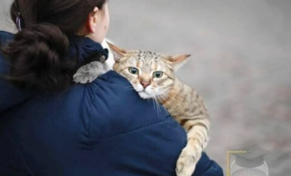  우크라이나 피난길 고양이들, 고양이 개구호흡