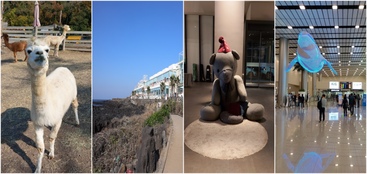  [제주도 여행 : 5일차, 6일차] 도치돌 알파카 목장, 애월카페거리, 신라스테이 제주, 제주국제공항