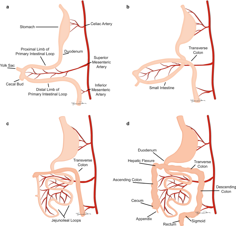 Embryology of Gastrointestinal : 네이버 블로그