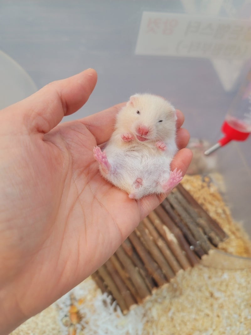 시리안햄스터 분양 세피아 /골든/ 실버그레이/ 블랙도미 : 네이버 블로그, image size:800x1067