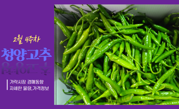  [경매사 주간보고] 2월 4주차 청양고추 경매동향을 알아볼께요!