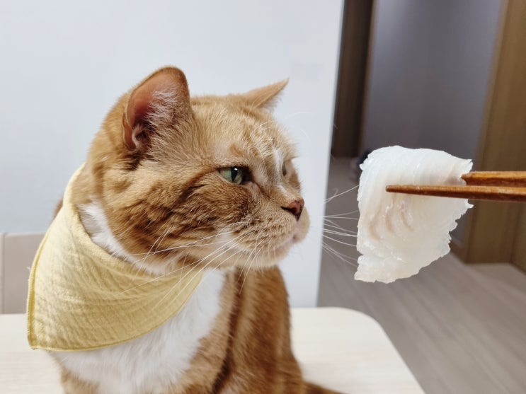  고양이 생선 회 연어 먹을 수 있을까? 날 것 음식 줄 때 주의사항