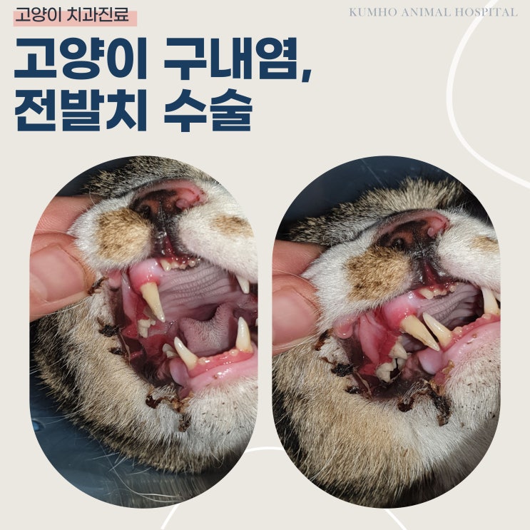  광주 고양이 치과 - 우리 고양이가 밥을 안 먹고 침을 많이 흘려요. [광주 치과 동물병원, 고양이 구내염, 전발치 수술]