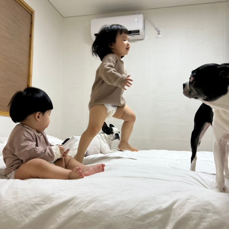  연년생키우기와 셋째 임신 17주, 강아지와 아이가 사는집