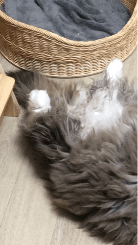 [내 고양이 내가 덕질하기] 22년 2월 20일 - 2월 26일
