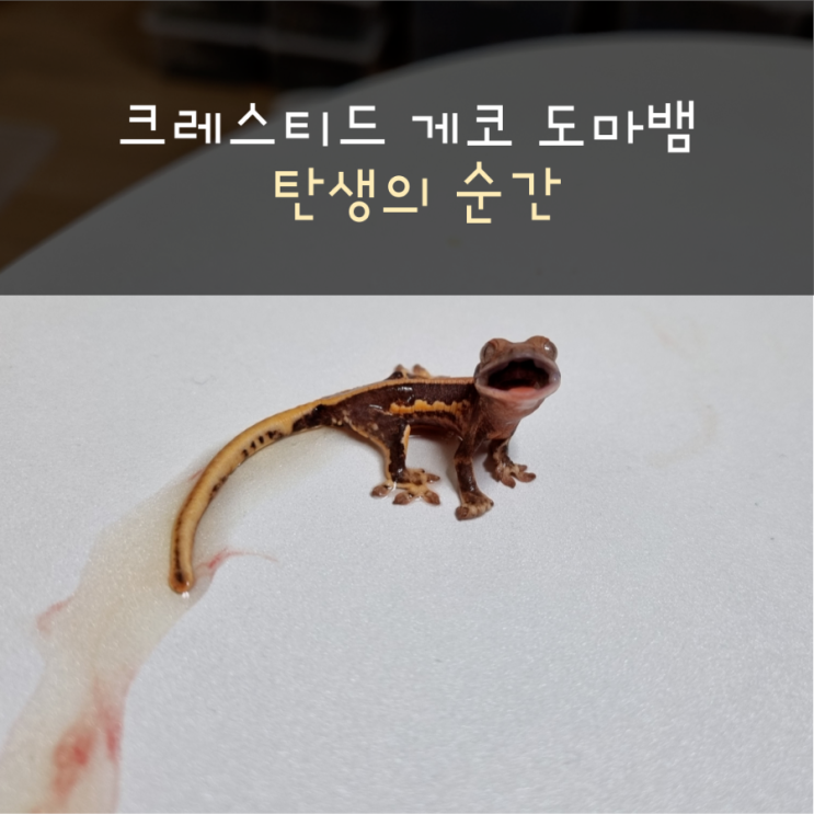  크레스티드 게코 도마뱀 탄생의 순간