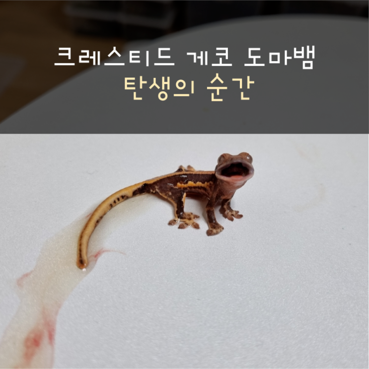 크레스티드 게코 도마뱀 탄생의 순간