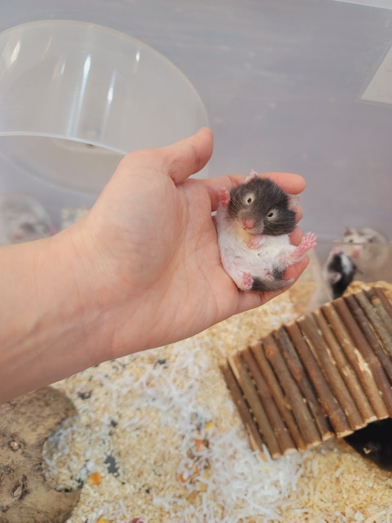 시리안햄스터 분양 세피아 /골든/ 실버그레이/ 블랙도미 : 네이버 블로그, image size:800x1067