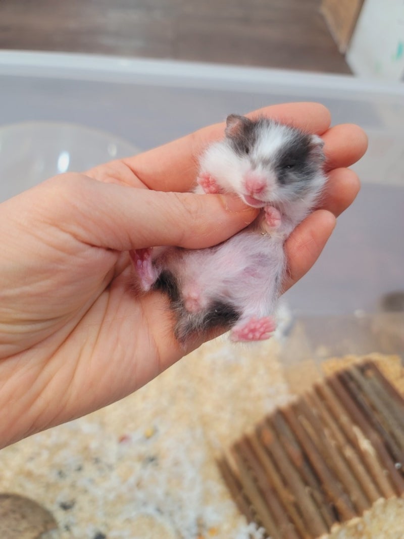 시리안햄스터 분양 세피아 /골든/ 실버그레이/ 블랙도미 : 네이버 블로그, image size:800x1067