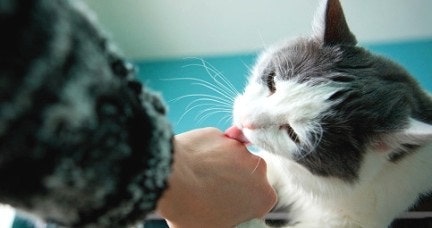  고양이가 나를 핥는 이유는 무엇일까요?