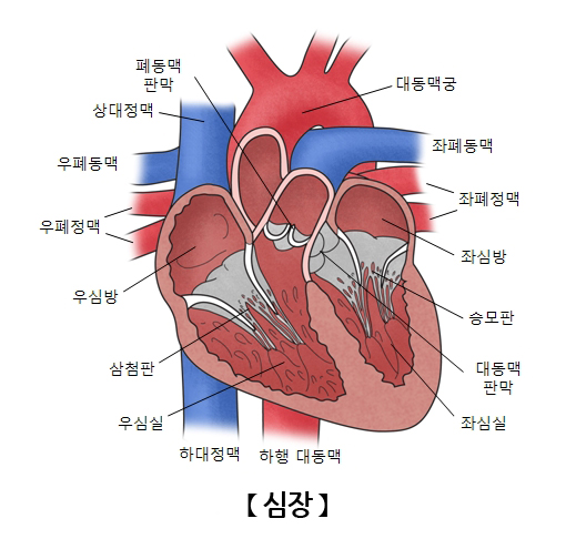 [심장질환] 심장의 기능, 질환 그리고 식단