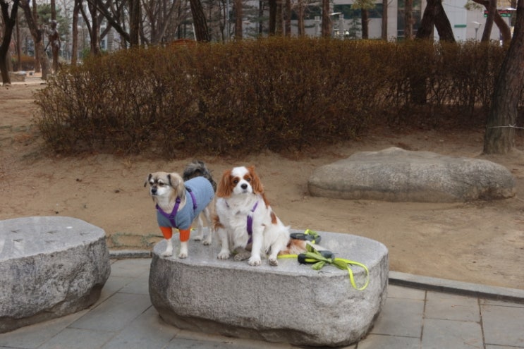 중계동 산책하기 좋은 곳 중계근린공원