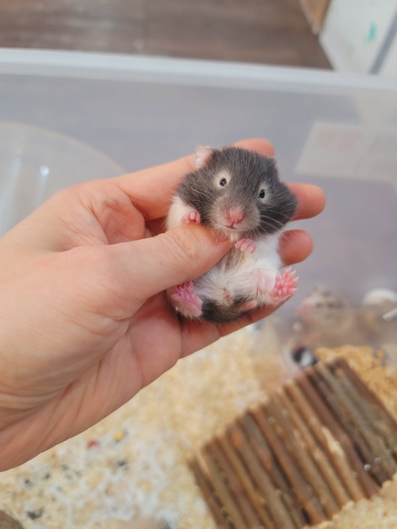 시리안햄스터 분양 세피아 /골든/ 실버그레이/ 블랙도미 : 네이버 블로그, image size:800x1067