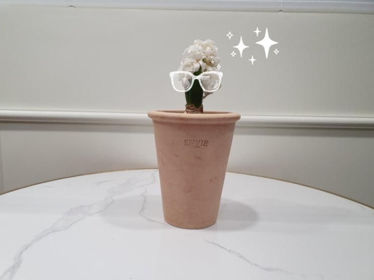  히아신스 물 주기 잘못하면 양파 돼요.