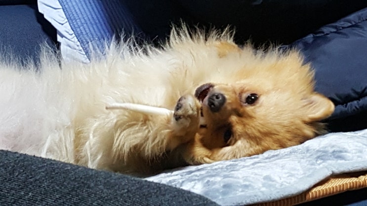  간식먹는 사랑이
