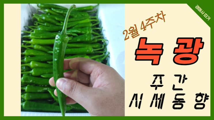  [경매사 주간보고] 2월 4주차 가락시장 녹광 경매동향은 어때요?