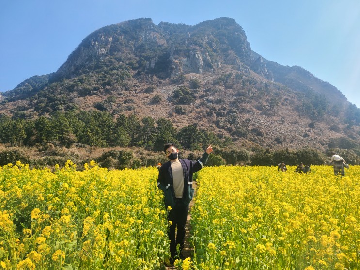 주도 3월, 봄 인생사진을 위해 가볼만 한 산방산 유채꽃 밭 (제주 여행 4일차)