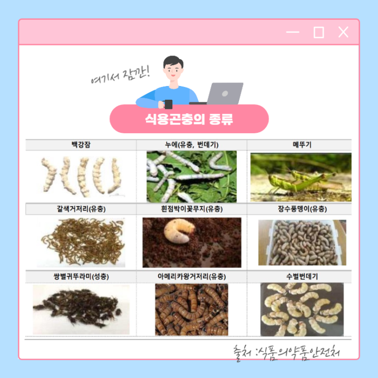  단백질식품 곤충, 미래산업으로 급부상 중인 곤충산업/식용곤충