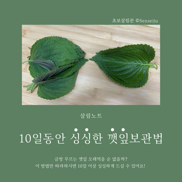 10일동안 냉장고에서 싱싱한 깻잎보관법 알려드릴게요 (직접 실험한 결과) 10일동안 냉장고에서 싱싱한 깻잎보관법 알려드릴게요 (직접 실험한 결과)